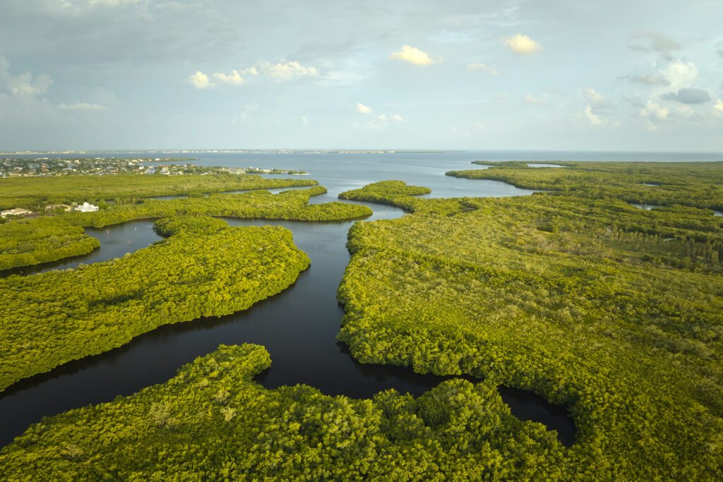 A serene landscape of the Everglades, showcasing green grass and tranquil waters.