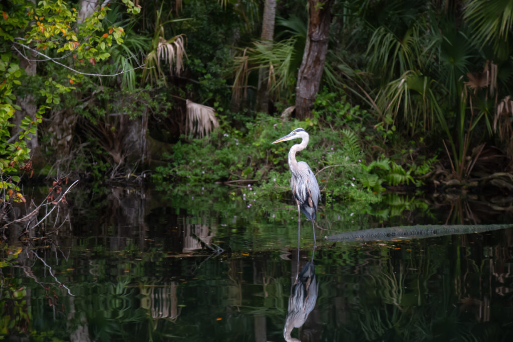 A majestic bird standing gracefully by the tranquil waters of the Everglades.